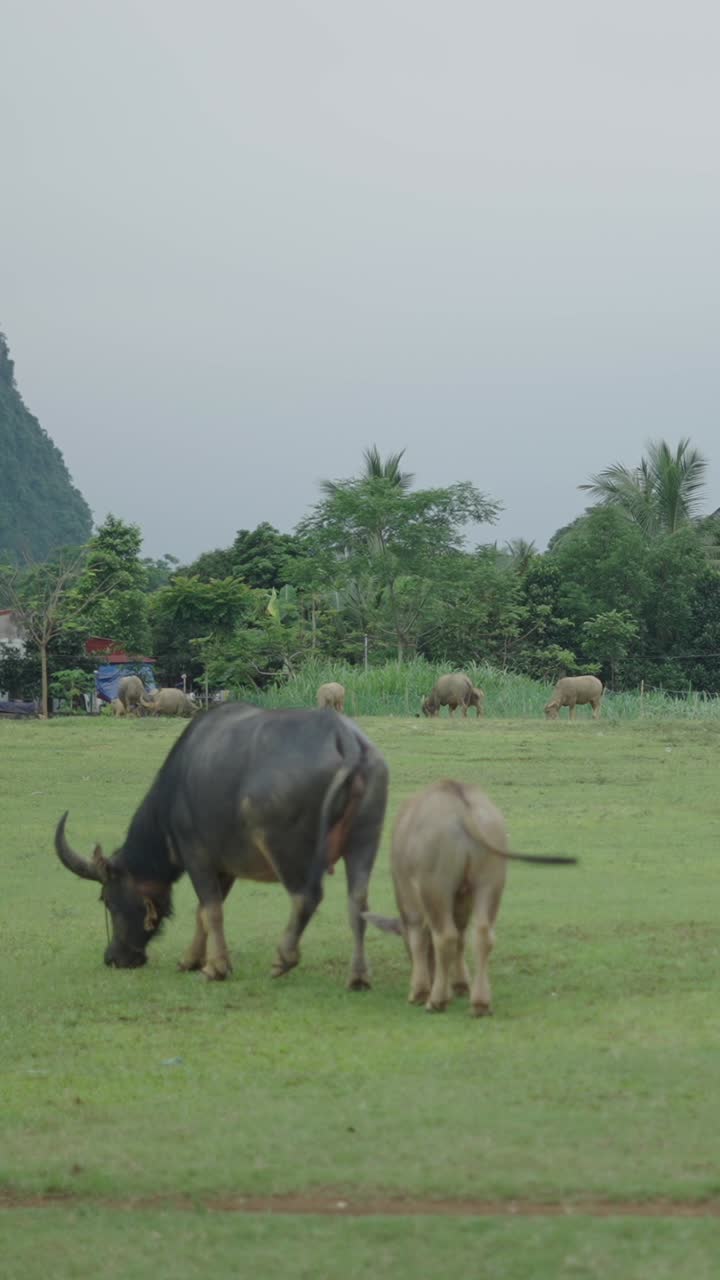 Water Buffalo Grazing in a Green Field