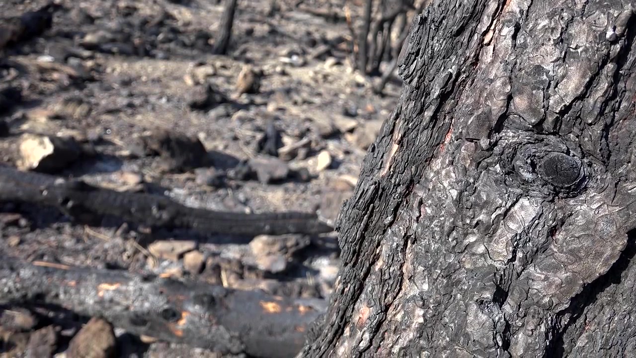 Primo piano di tronco d'albero carbonizzato dopo un incendio boschivo