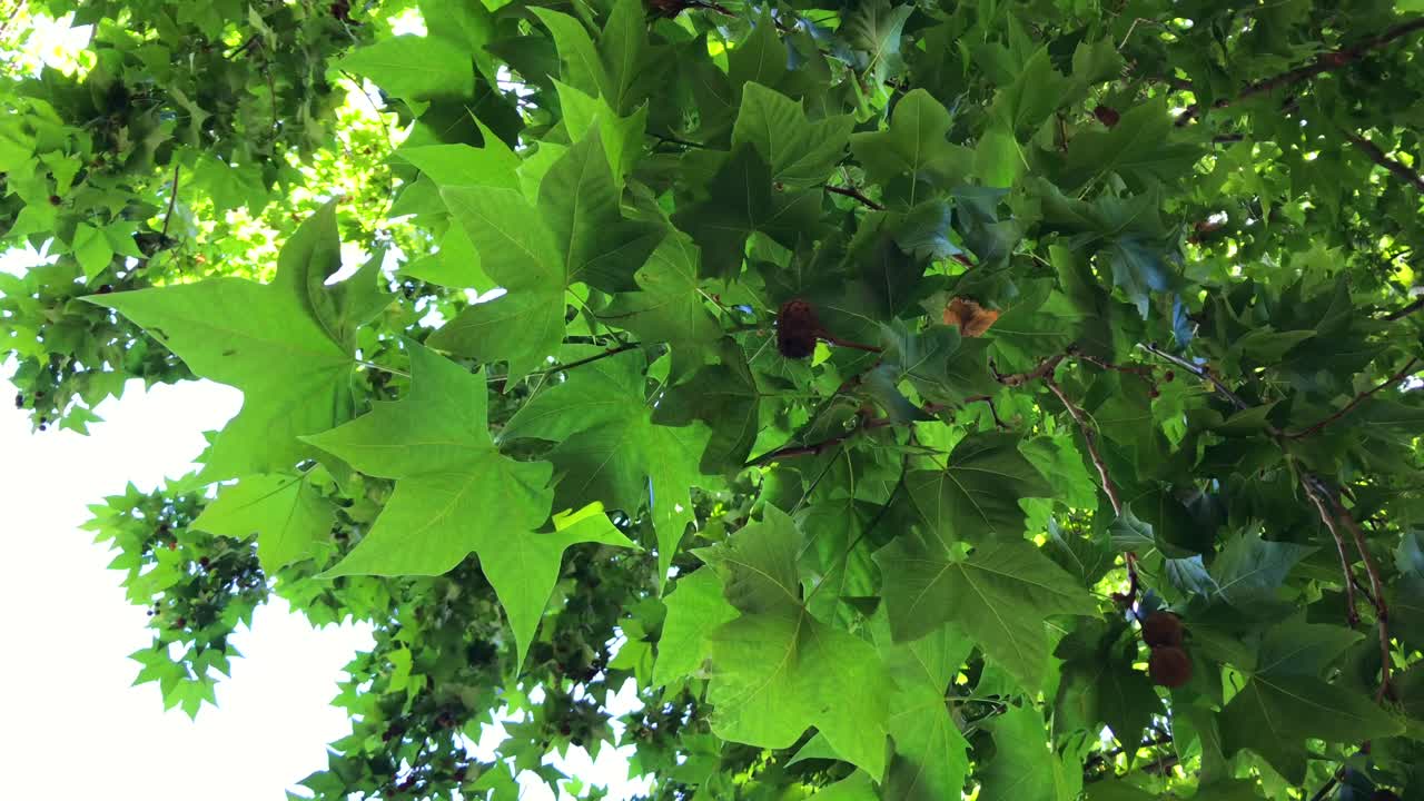 Filming a sycamore tree fruits and leaves in Marbella Malaga Spain