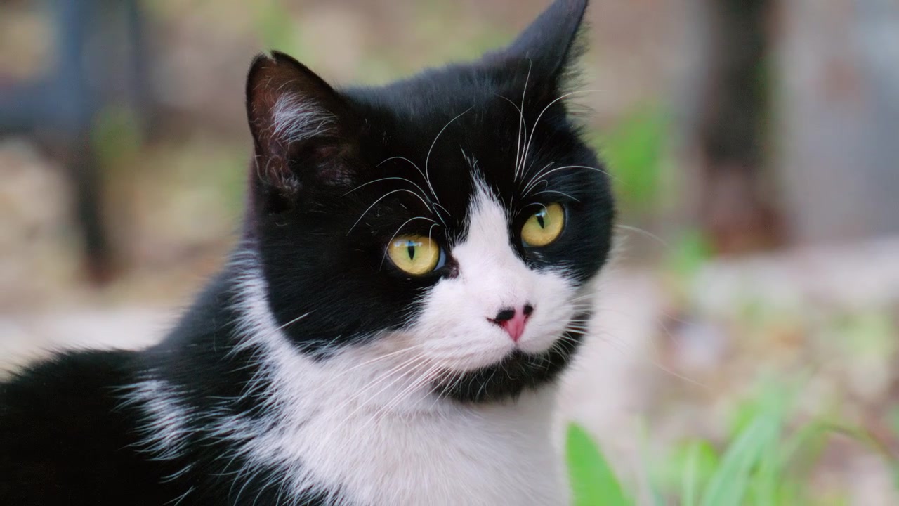 Un gatto domestico bianco e nero seduto all'aperto che osserva l'ambiente circostante.