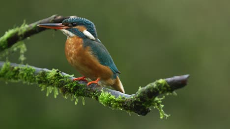 a stationary slowmo footage of a common kingfisher resting on a tree branch while facing away then turns around facing the other direction