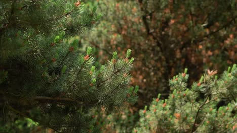 a close up of pine tree branches in a dark forest