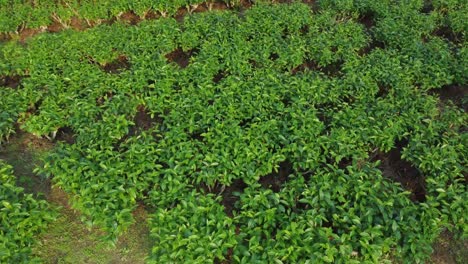 Ariel-or-drone-view-sort-of-tea-garden-Assam