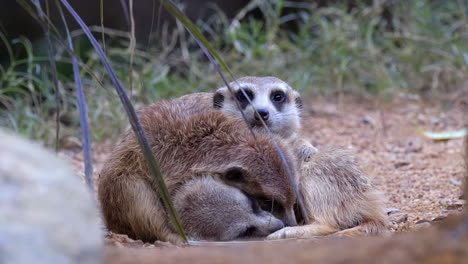 una familia de suricatos acurrucados juntos en el suelo, uno cuidando a los que duermen - de cerca