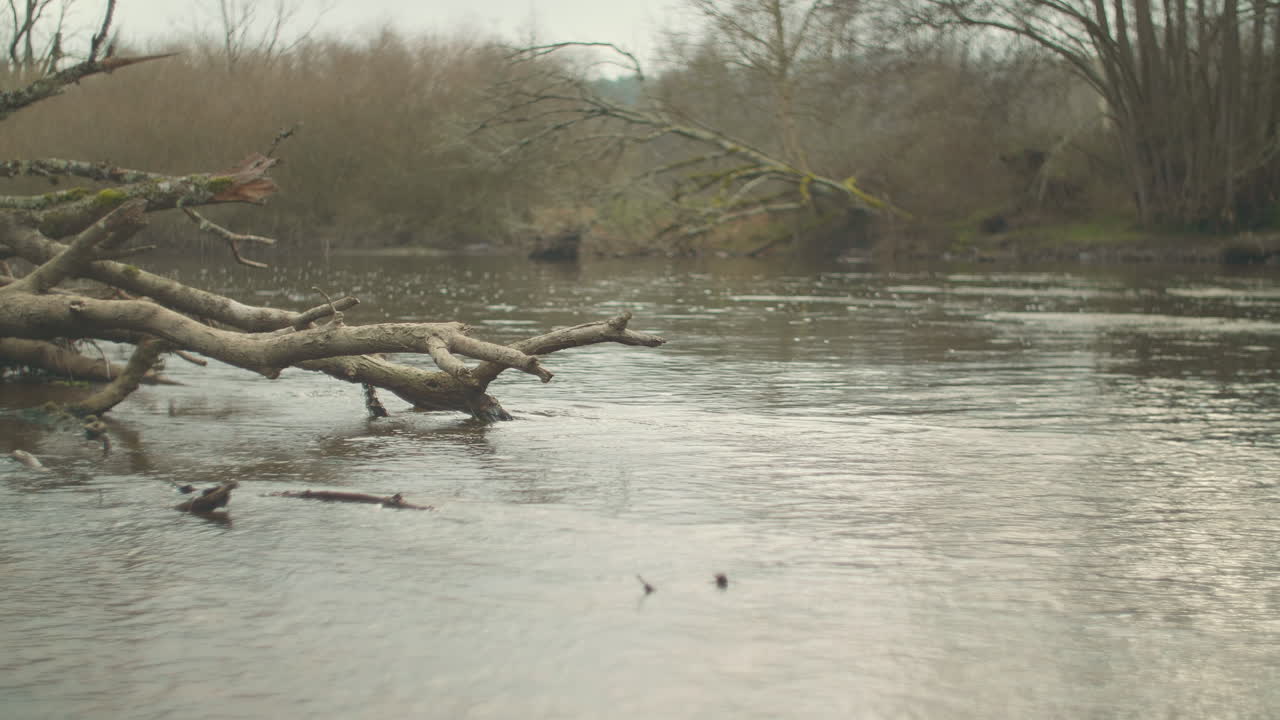 En rolig flod løber gennem en skov i det tidlige forår. Blide vandbevægelser skaber en fredfyldt og stemningsfuld scene, der er ideel til afslapning, meditation, velvære, miljømæssige og filmiske naturscener.