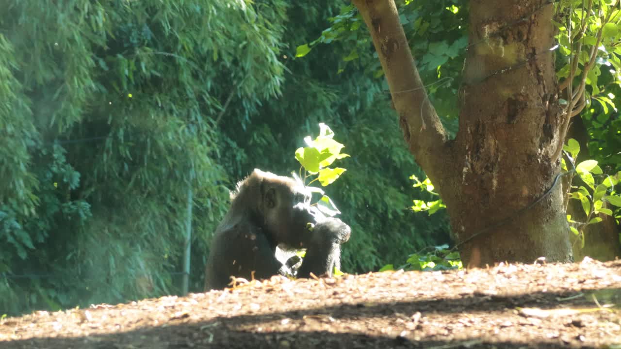 Gorilla che mangia foglie nel suo habitat naturale