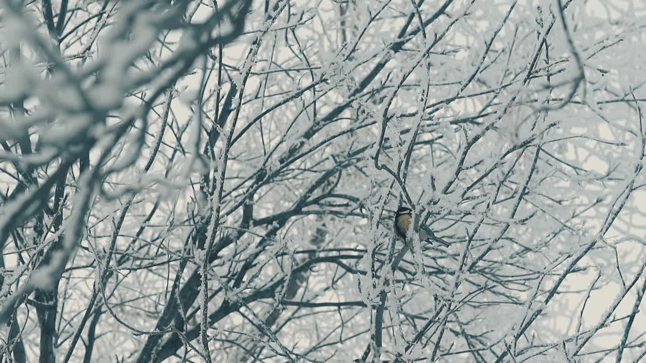 árbol cubierto de nieve y carbonero en cámara lenta del bosque