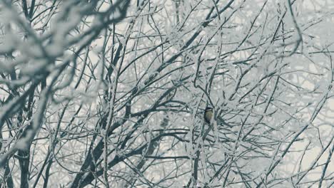 árbol-Cubierto-De-Nieve-Y-Carbonero-En-Cámara-Lenta-Del-Bosque