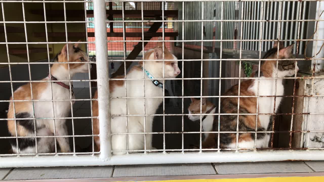 Stray cats in an animal shelter