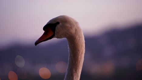 swan head with tall neck watching around, close up of bird portrait with bokeh background