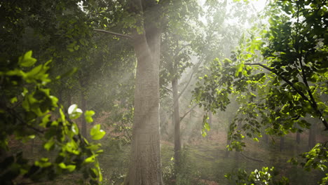Light shining down in nature