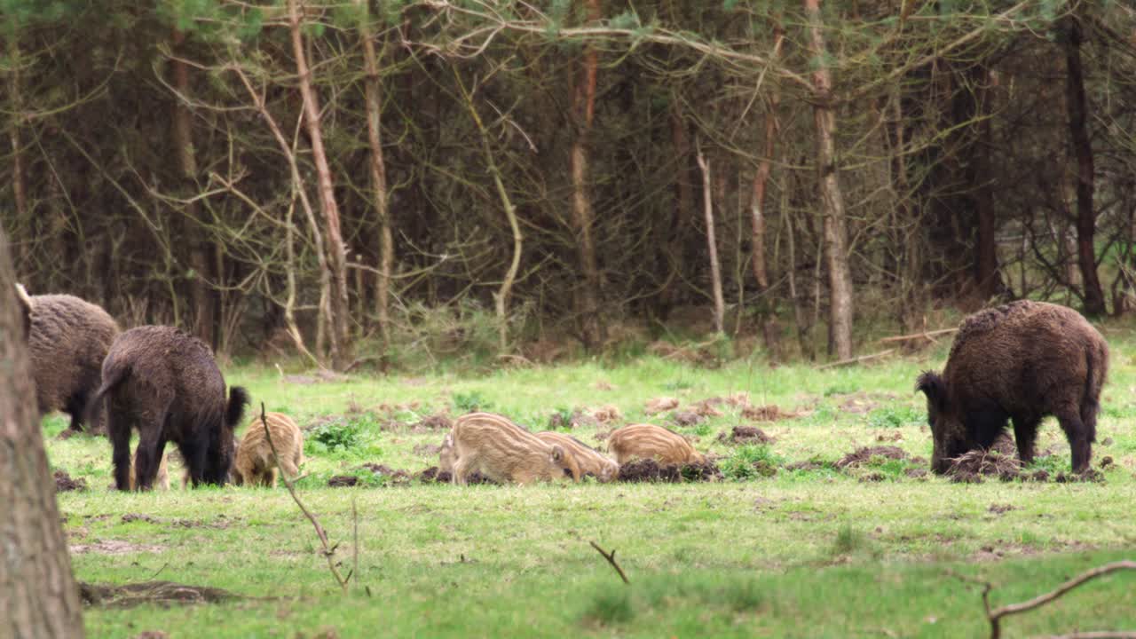 숲 속 의 야생 돼지 들