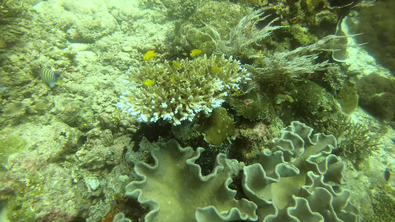 живой подводный коралловый риф с рыбой