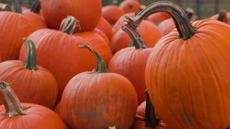 Closeup-shot-of-beautiful-large-pumpkins