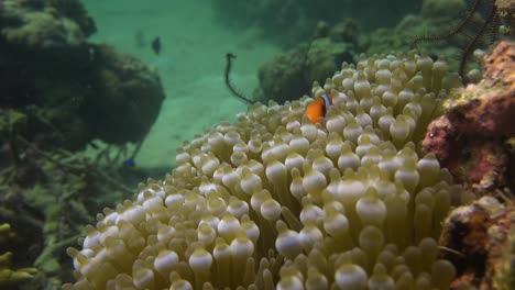 Pez-Anémona-De-Tomate-Escondido-En-La-Anémona-De-Mar-En-El-Arrecife-De-Coral-Tropical