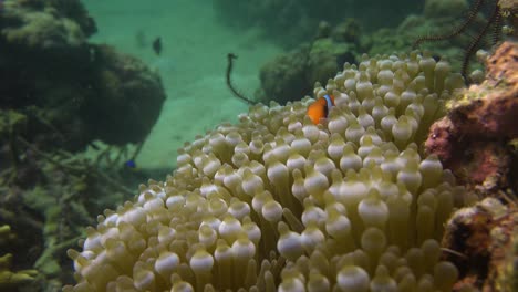 pez anémona de tomate escondido en la anémona de mar en el arrecife de coral tropical