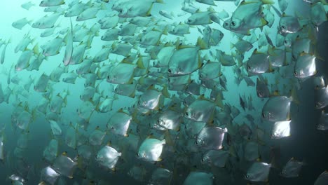 scuba divers view swimming through a school of shimmering fish below the ocean