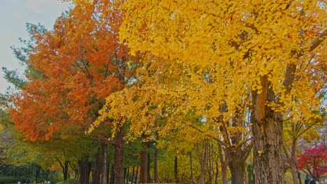 El-Parque-Forestal-De-Otoño-Con-árboles-Y-Hojas-Verdes-Amarillas