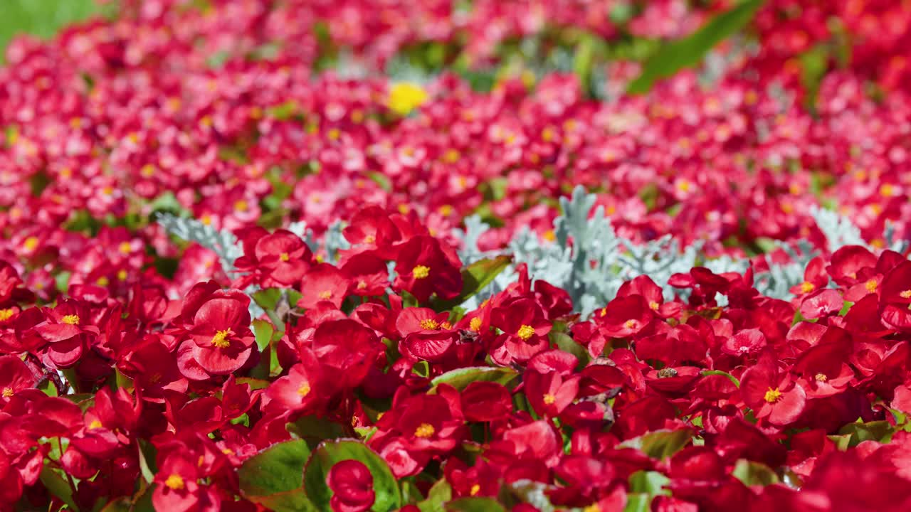 Bee pollinates vibrant red begonia blossoms in a sunlit Dresden garden, shallow focus, smooth pan