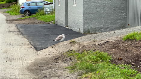 Gaviota-Joven-Caminando-Por-La-Calle-En-Medfjordvaer-En-Senja