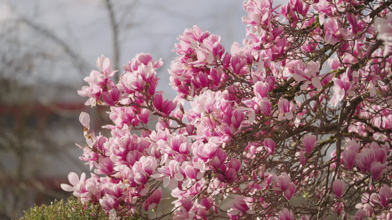 las flores de un árbol de magnolia en primavera