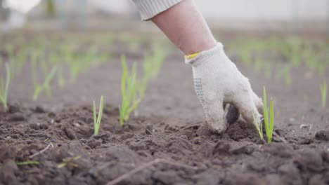 close up view of a hand in glove cleaning soil around the plants. planting onion in the soil. shot in slow motion