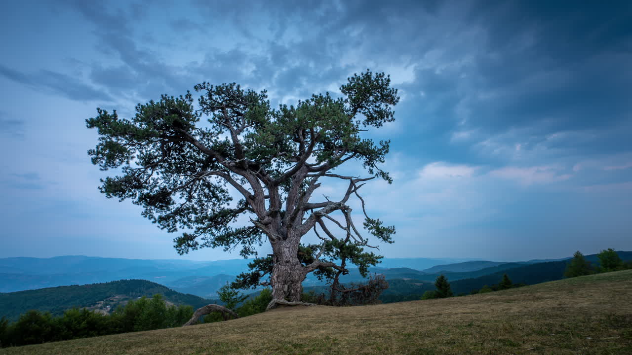 A scenic landscape with a large tree on a hill under a cloudy sky