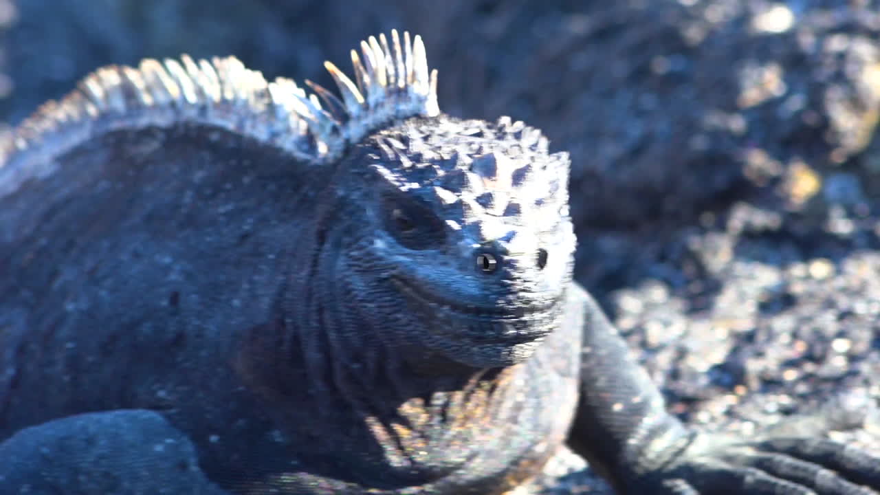 морские игуаны греются на солнце на вулканических берегах галапагосских островов эквадор 5