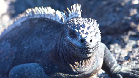 iguanas marinas toman el sol en las costas volcánicas de las islas galápagos ecuador 5