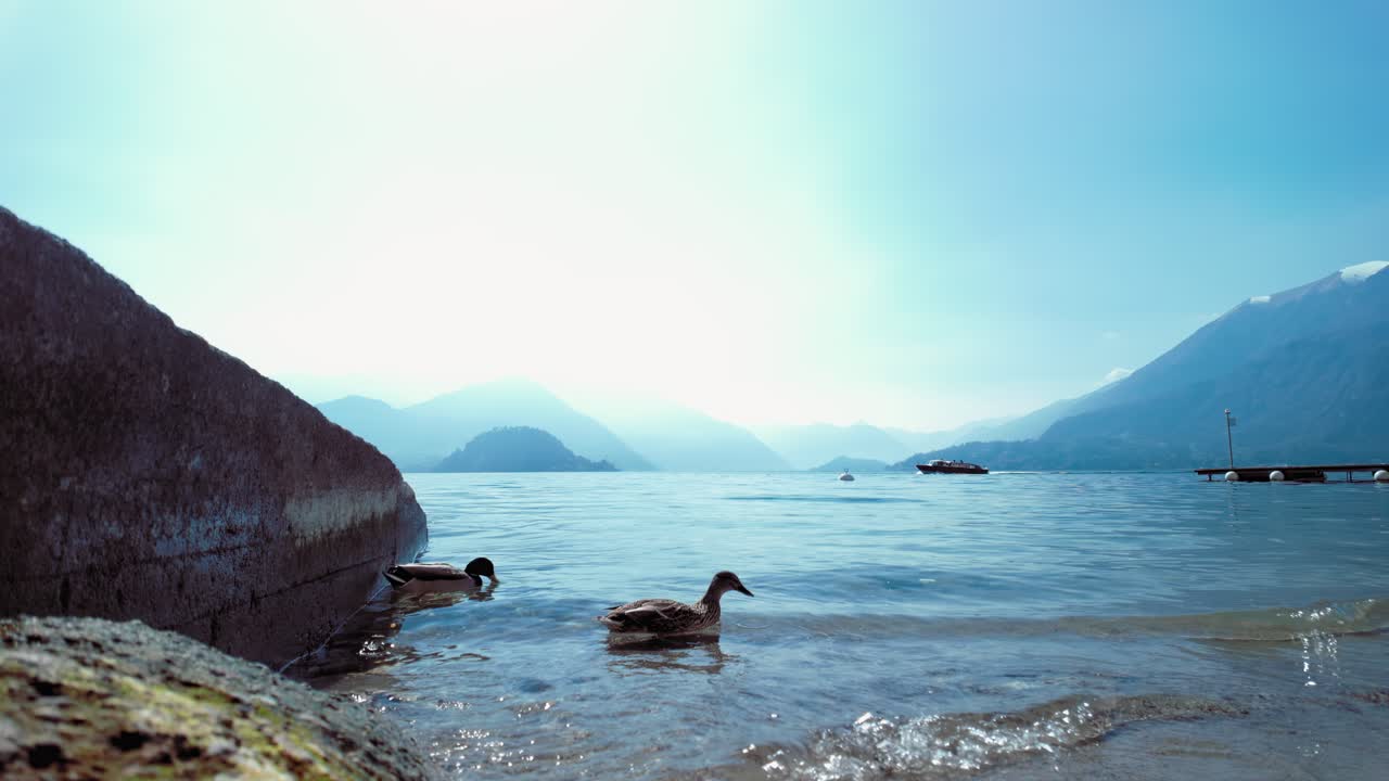 Ducks near the shore in Lake Como, Varenna, Italy