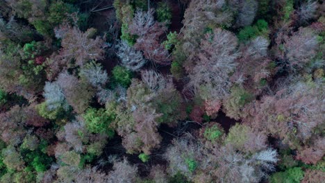 Dark-greens-of-pine-trees-mixed-with-colorful-autumn-deciduous-forest---aerial-footage