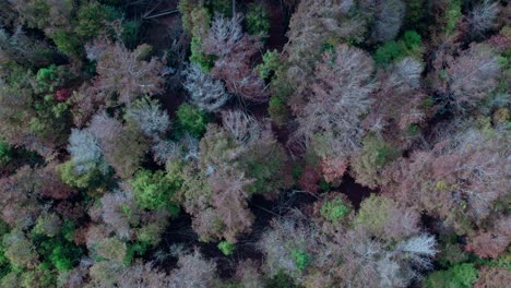 Verdes-Oscuros-De-Pinos-Mezclados-Con-Coloridos-Bosques-Caducifolios-Otoñales---Imágenes-Aéreas