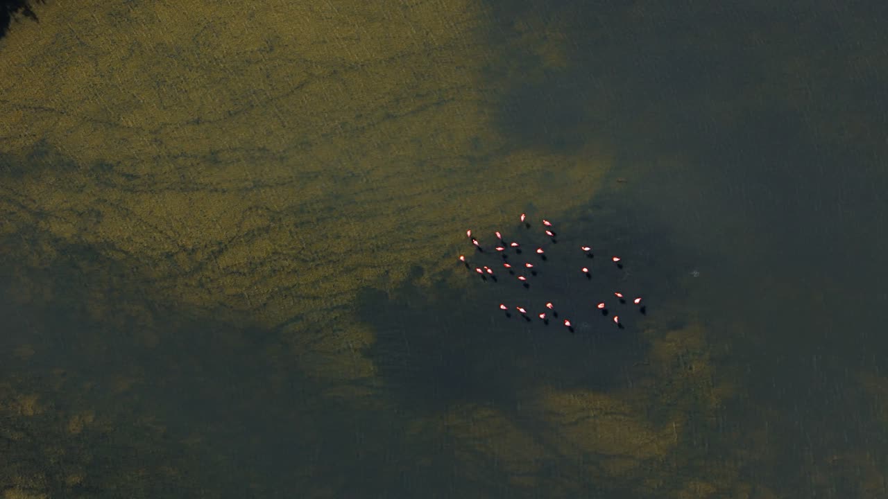 Flamingo flock in cloudy muddy water of brackish pond feed, drone perspective