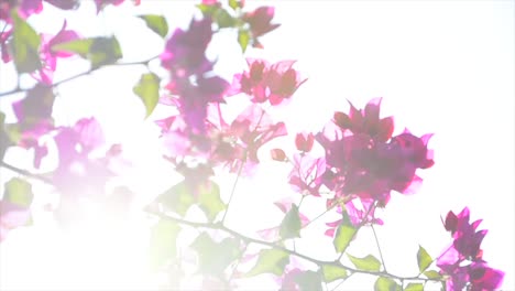 Slow-motion-of-flowers-at-the-Mount-of-Beatitudes-in-Israel