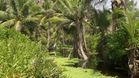 pond on la digue island, seychelles, surrounded by palm trees and granite rocks