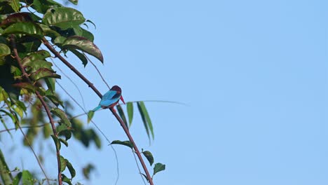 white-throated kingfisher, halcyon smyrnensis, 4k footage