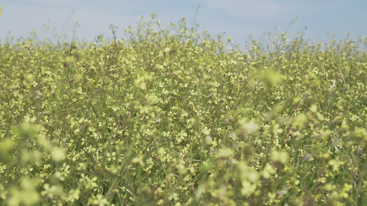 close up de las flores en un campo que se mueve con la brisa, la naturaleza rural disparado