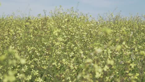 Nahaufnahme-Von-Blumen-Auf-Einem-Feld,-Die-Sich-Mit-Der-Brise-Bewegen,-Ländliche-Naturaufnahme