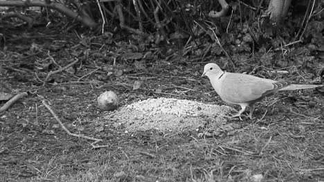 collared dove feeding on bird seed on a front lawn