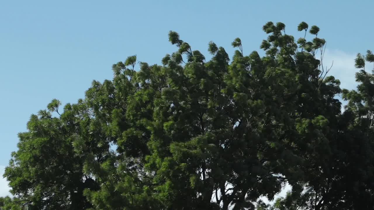 Australian Trees Swaying Moving In Strong Gusts Wind, Close Up, Daytime Sunny Clear Blue Sky, Maffra, Gippsland, Victoria, Australia