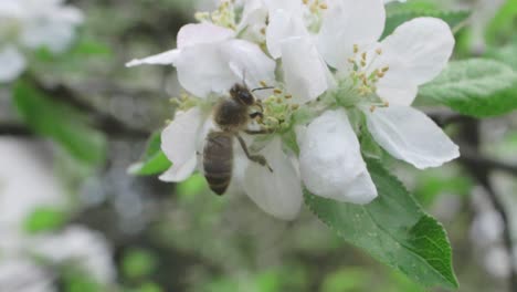 bee drinking nectar from flowering apple tree branch, slow motion