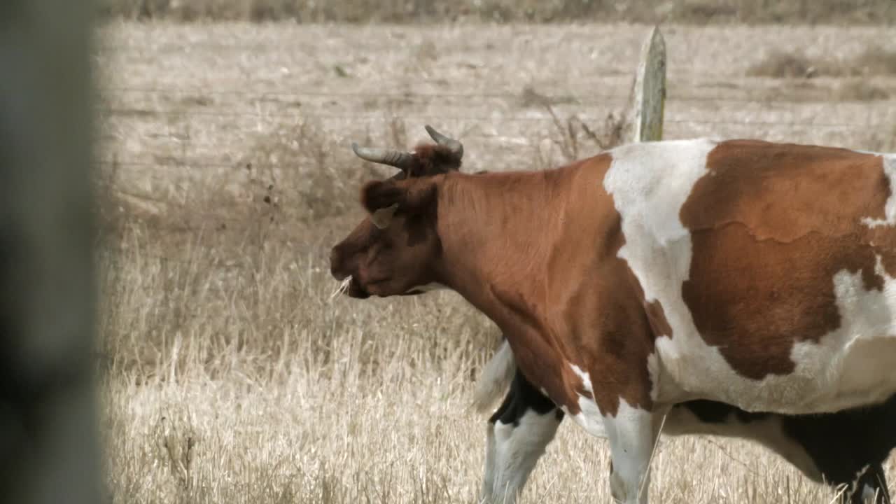 Mucca al pascolo nel campo della fattoria. Statico