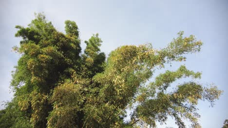 árbol de bambú amarillo soplando en el viento