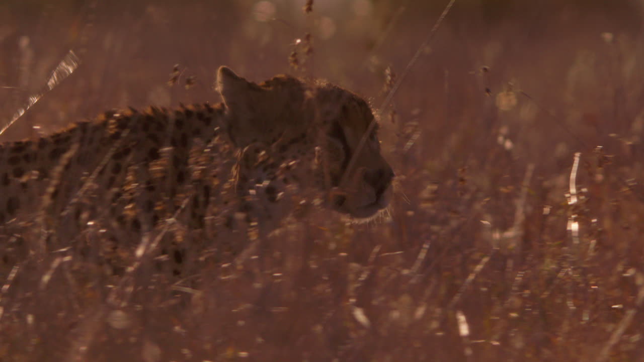 Close up pan shot of a cheetahs' head as it walks through tall grass