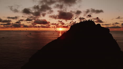 birds on a cliff at sunset