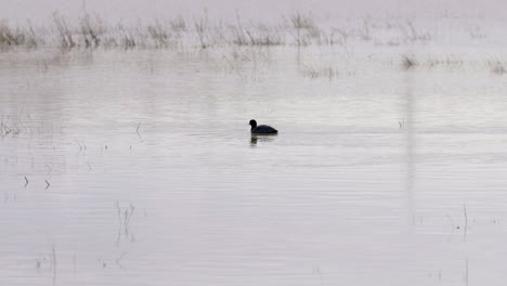 Wasservogel-Auf-Ruhigen-Auengewässern,-Wasservögel-Genießen-Die-Nasse-Winterlandschaft-In-Großbritannien