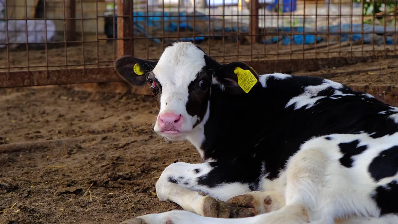 칠면조, 소 농장, 소 먹는, 우유 우유, 우유, 우유