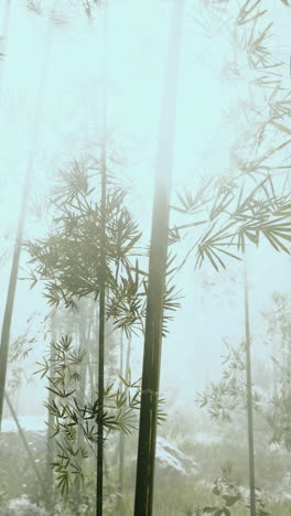 foggy bamboo forest