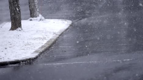 deep focus shot of snowflakes settling on wet cement, with two trees in the upper left corner. snow begins to accumulate on a landscaped parking lot planter. faint lines of a crosswalk.