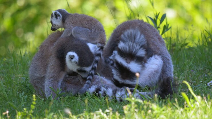 Adorabile famiglia di lemuri seduta insieme nell'erba, che pulisce e lava i cuccioli.